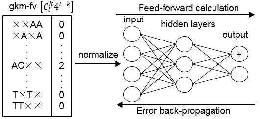 gkm-DNN